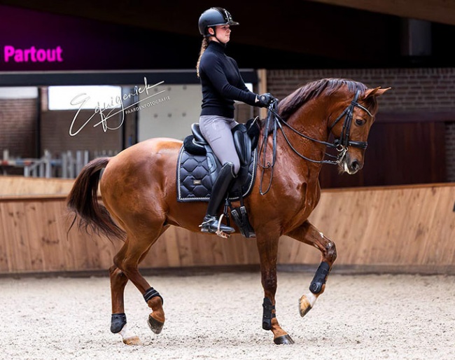 Robin Heiden is the new rider of the Jazz clone Hollywood :: Photo © Equigeniek