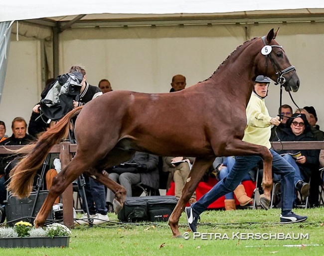The premium licensed colt, Cat.nr 5 by Bon Courage x Rotspon, which sold for 170,000 euro to Ellen Schulten-Baumer :: Photo © Petra Kerschbaum