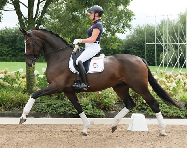 Senciana van het Bloemenhof (by (Danciano de Malleret x Foundation x Quaterback) 