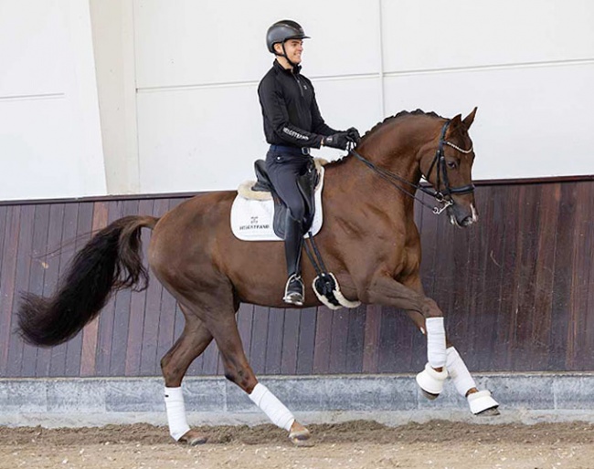 Alexander Yde Helgstrand on auction horse Jovany (by Vivaldi x Gribaldi)