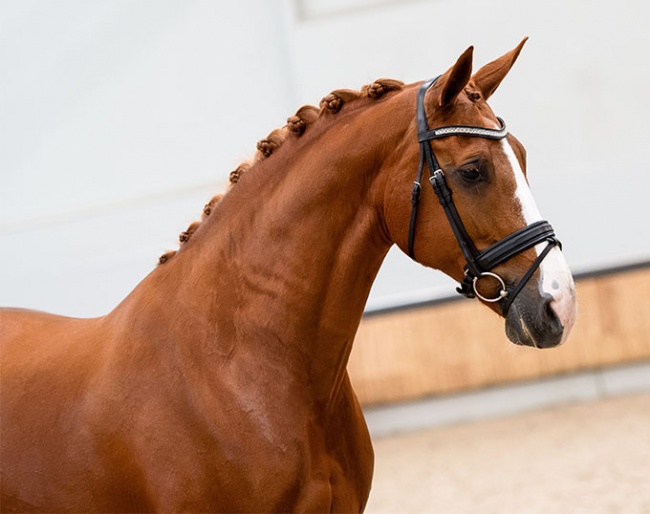 Gotango-B, a full sister to both the international Grand Prix horse Vontango B, ridden by Madeleine Witte-Vrees, and the KWPN approved Small Tour stallion Don Tango B