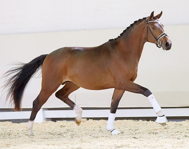 Fine Step (by For Romance x Fidertanz) :: Photo © Reckimedia