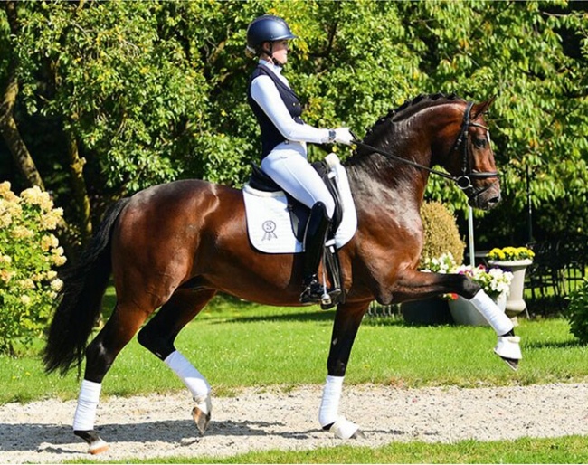 First Major (by Furstenball x Sir Donnerhall x Don Schufro)