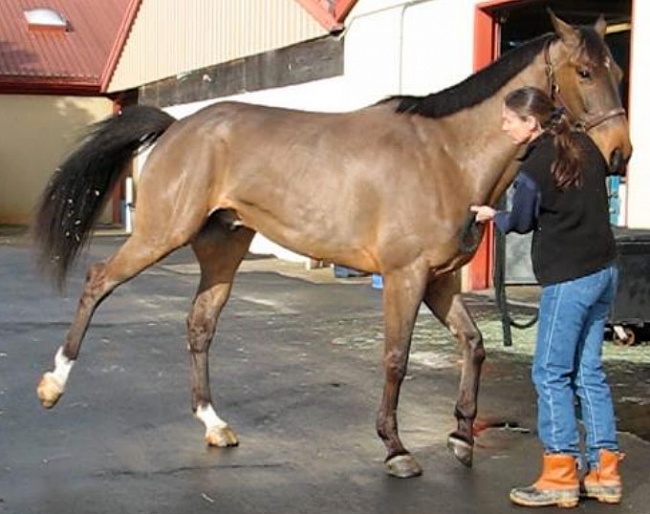 Involuntary hind-leg flexion with a shivers affected horse when asked to back up :: Photo © Dr Stephanie Valberg UC Davis)