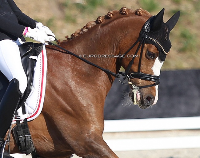Nørlunds Vincente at the 2018 CDI Uggerhalne :: Photo © Astrid Appels