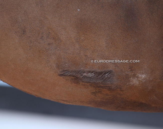 Horse with spur scars at a CDI competition :: Photo © Astrid Appels