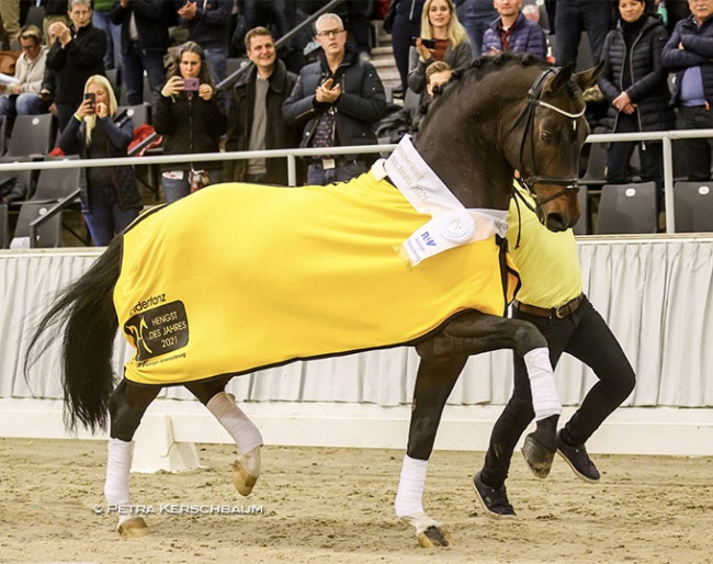 Fidertanz, Hanoverian Stallion of the Year 2021 :: Photo © Petra Kerschbaum