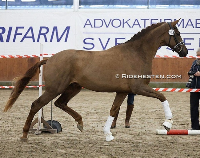 Chicago Majlund (by Vivino x Tailormade Temptation) at the pre-selection :: Photo © Ridehesten