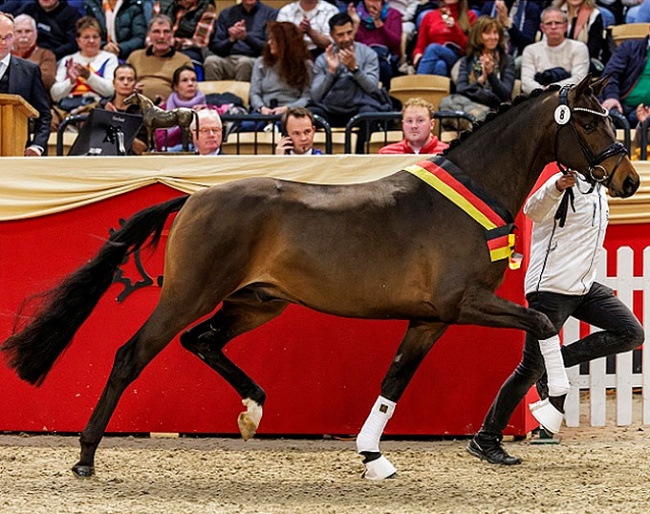 Kap Verde is named champion of the 2023 Trakehner Stallion Licensing :: Photo © Stefan Lafrentz