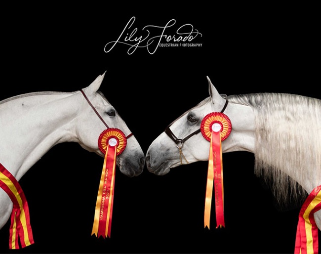 Elite SF de Eda and Gesoro Torreluna at the 2023 World PRE Champions in Morphology :: Photo © Lily Forado