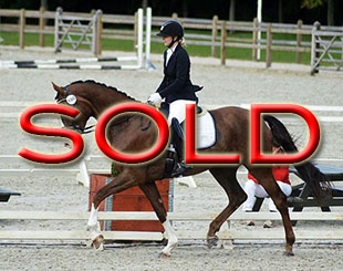 Vilard’s Dowina as a young mare under saddle