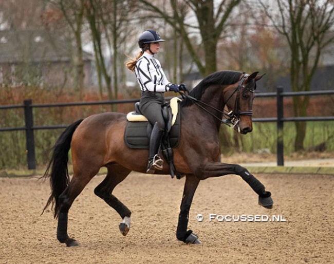 Milena Aubry and her home-bred rising 7-year old Lombard :: Photo © Anniek van Schaick / Focussed.nl