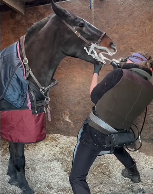 Vikki Fowler working on an unsedated horse. "Tilly is 27 year old and a long standing patient of mine. She has not been given any calmer or drugs of any sort. As you can see, she is perfectly relaxed and makes my job very easy. This horse would be more difficult to work on sedated than she is to work on awake. She’s an older lady and really doesn’t need any chemical assistance to be a gem. She is not alone in her angelic behaviour, many will stand just as well."