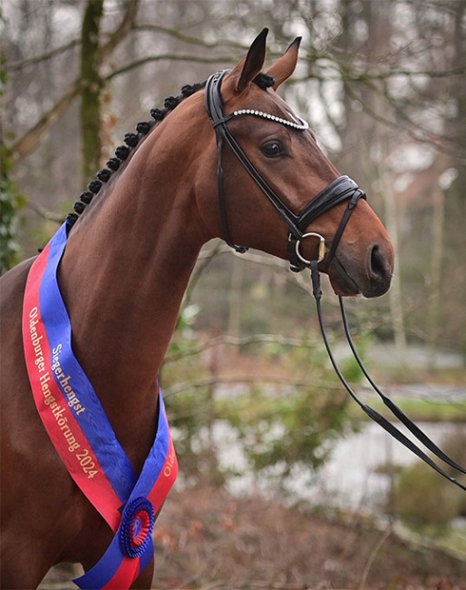 The newly crowned Oldenburg Champion Stallion Verbier new at Lodbergen :: Photo © OLD Art