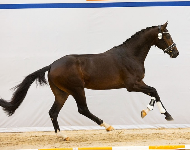 Rustique NS (by Lantanas x Inspire)