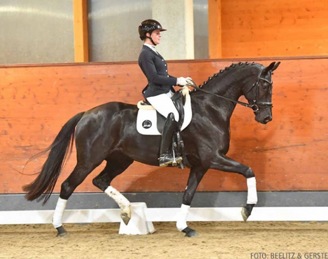 Grand Galaxy Cordey (by Grand Galaxy Win x Furstenball) :: Photo © Beelitz