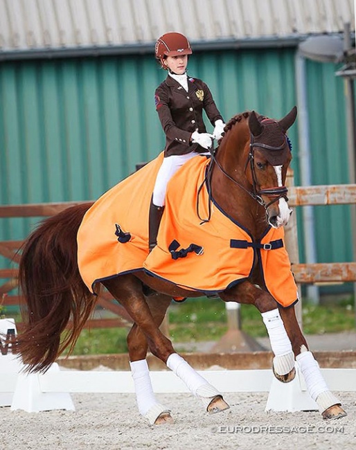 Ein Champion ZS, winner at the CDI Grote Brogel :: Photo © Astrid Appels
