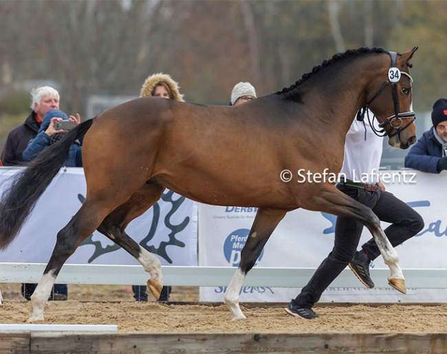 Rockingham at the 2022 Trakehner Stallion Licensing :: Photo © Stefan Lafrentz