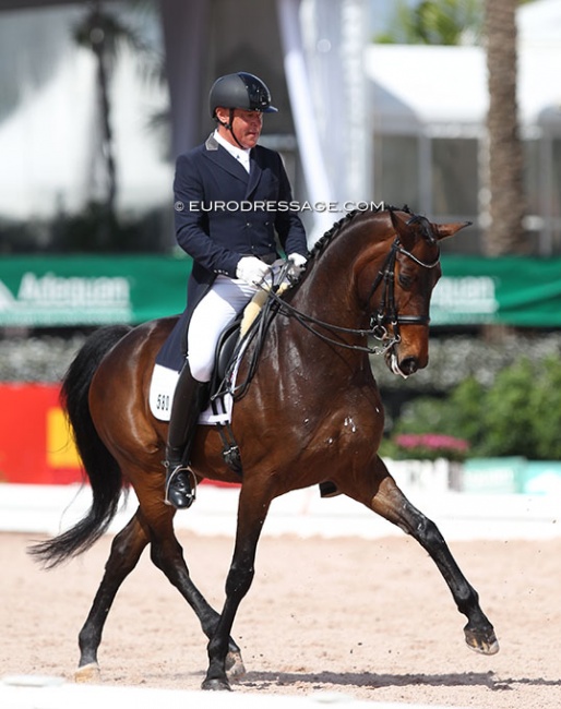 Michael Klimke and Domino competing in Wellington :: Photo © Astrid Appels