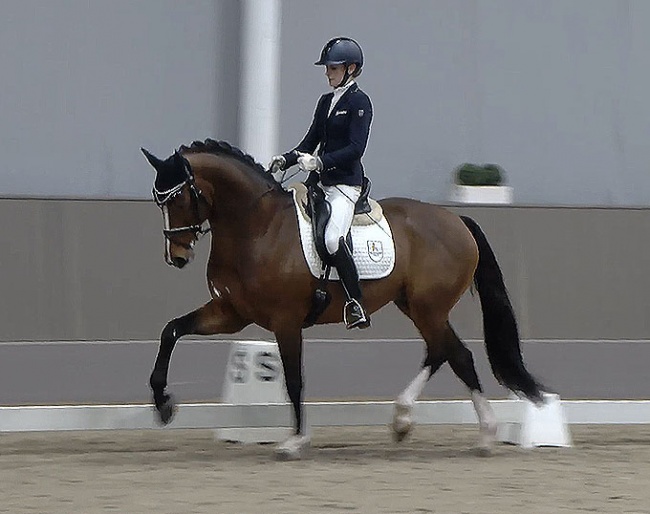 Beatrice Hoffrogge on Venturo in the 2024 stallion sport test in Munster