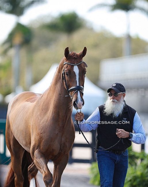 Ashley Holzer's Hansel took a hike in the horse inspection, but he was caught quickly - no harm done - and then passed the trot-up. He was handled by Ashley's veterinarian :: Photo © Astrid Appels