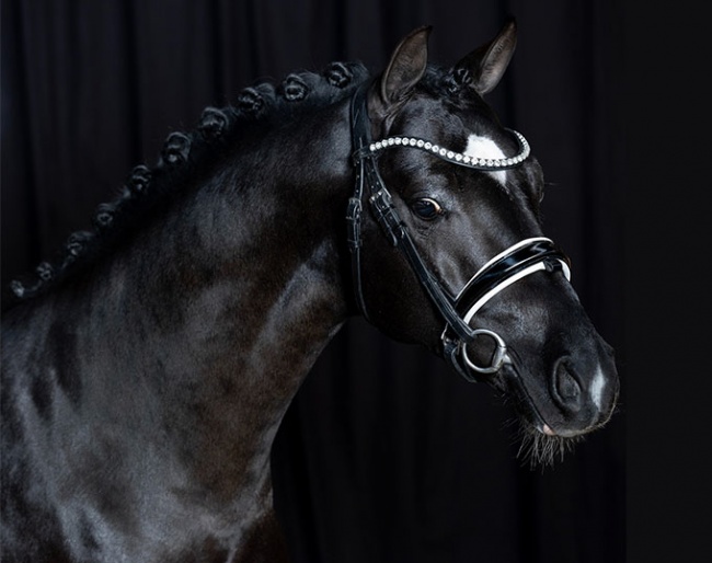 Moonshine (by Steerwolde's VIP x Bodo)