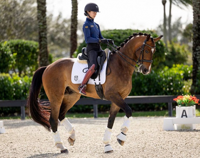 Estroso Di Fonteabeti Ymas (by Everdale x Don Primus)