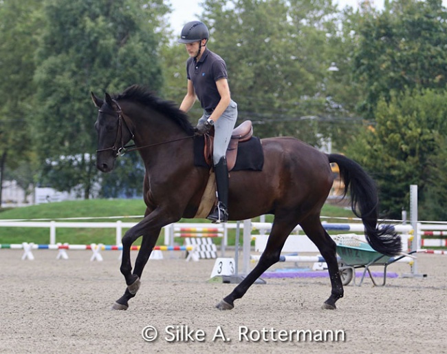 Max Jaquerod on Fantastico: In particular Fantastico’s canter is work in progress and every training session also includes a freer tempo with the rider in half-seat :: Photo © Silke Rottermann