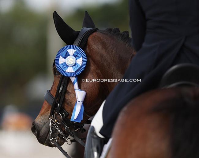 Mio FS wins a blue ribbon in the small tour amateur classes at the 2024 Palm Beach Derby :: Photo © Astrid Appels