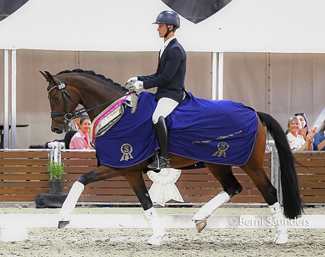 Elliot Patterson and Hollands Bend Francis at the 2024 New Zealand Young Horse Championships :: Photo © Berni Saunders
