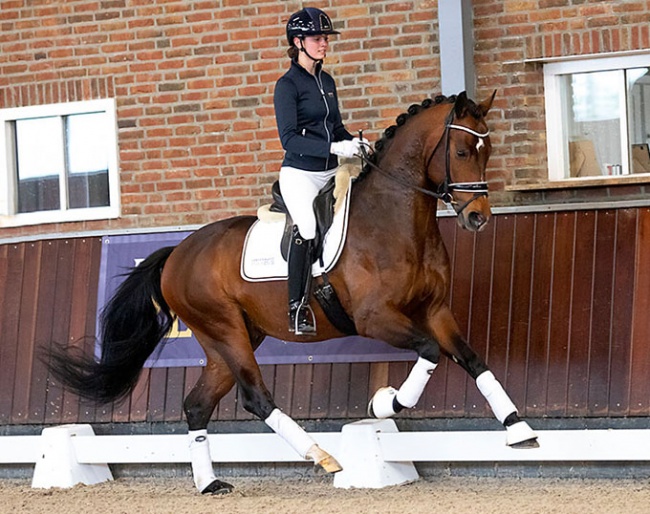 Poseidon (by Desperado out of Pavo Cup winner Fenix' dam) is part of the 2024 Performance Plus Young Dressage Horses Spring Auction