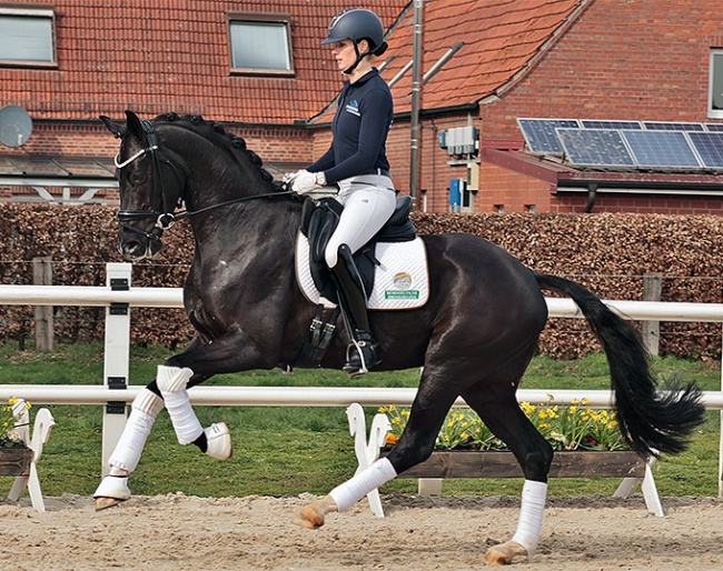 The highly talented Fürst Noir (Fürst Samarant x Don Index x Rascalino) was one of the stars of last years North German Dressage Elite Sales.