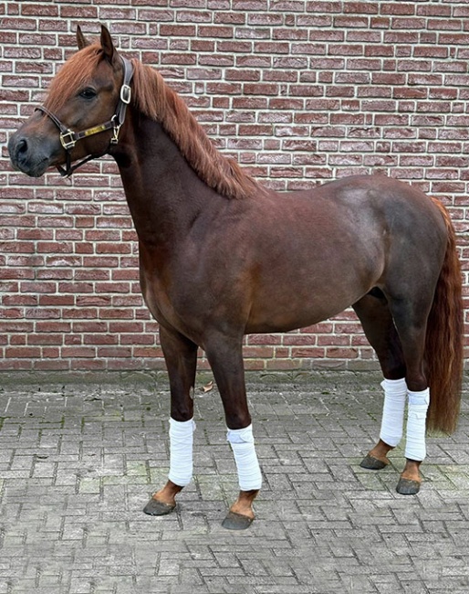 Dimacho (by Deluxe x Constantin x Prestige Pilot)
