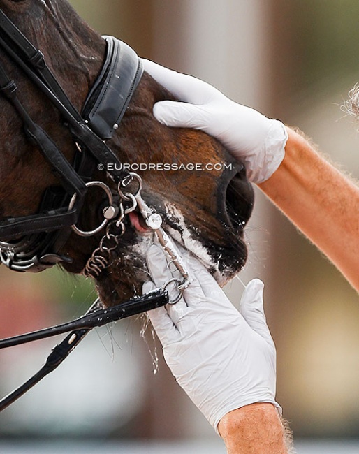 FEI steward checking mouth and lips during a mandatory tack check at a CDI competition :: Photo © Astrid Appels