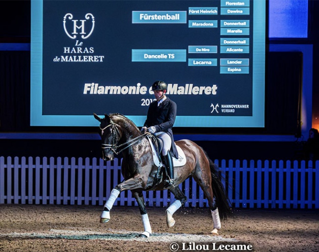 Filarmonie de Malleret at the celebrated Haras de Malleret stallion show in February :: Photos © Lilou Lecame