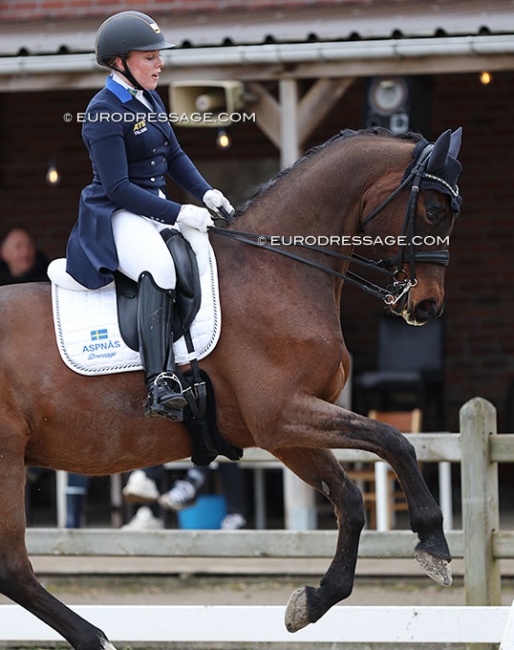 Wynja Eriksdotter Rubin and El Diablo at the 2024 CDI Sint-Truiden :: Photos © Astrid Appels