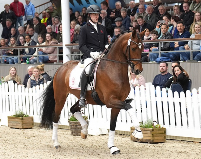 Valdemossa de Colonia at the 2024 Westfalian spring elite auction :: Photo © Reckimedia