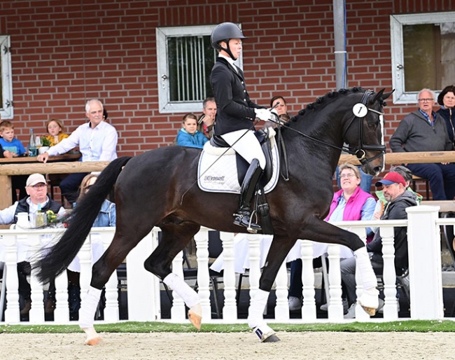 Diamonds Detto at the 2024 Oldenburg Spring Elite auction :: Photo © OLD Art