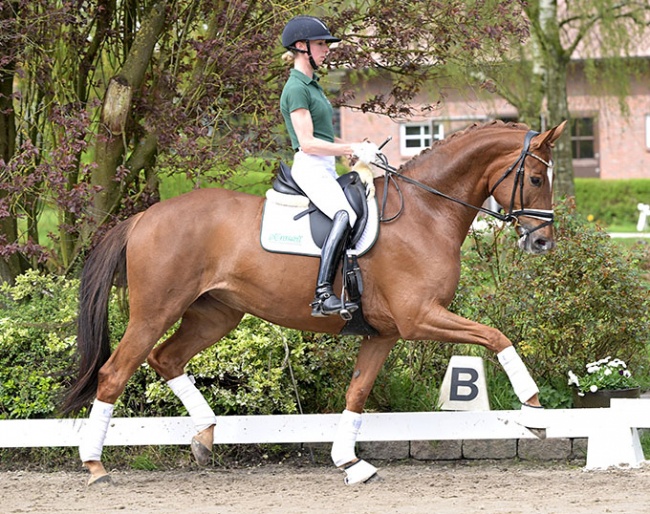 Dua Lipa, a 6-YO mare by Danone x Sir Donnerhall x Metternich