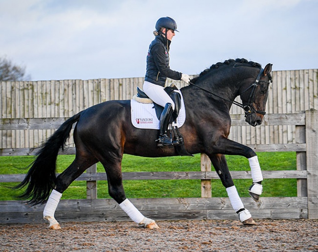 Tantoni Salamanca (by Sezuan x Rubin Royal)