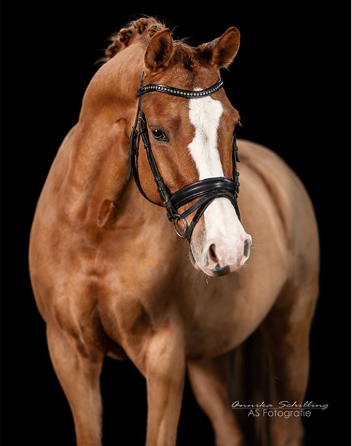 Schelenburgs Mr. Sandman