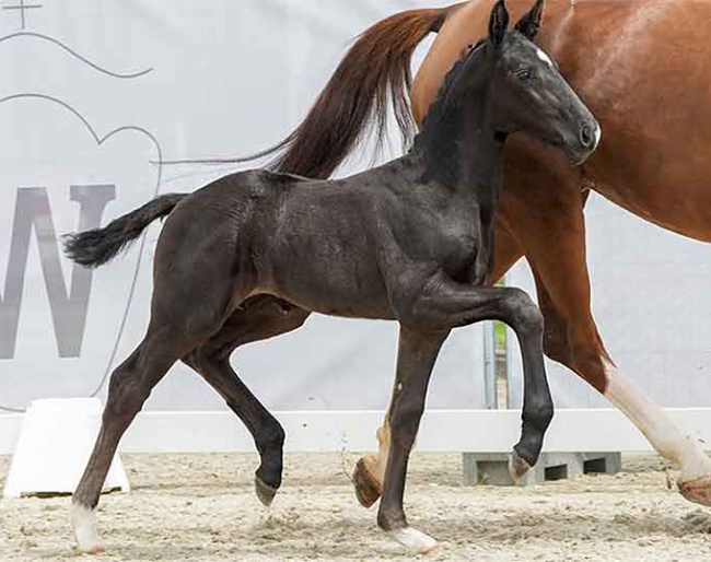 Total Spezial (by Total Hope x Furst Romancier) :: Photo © Recki