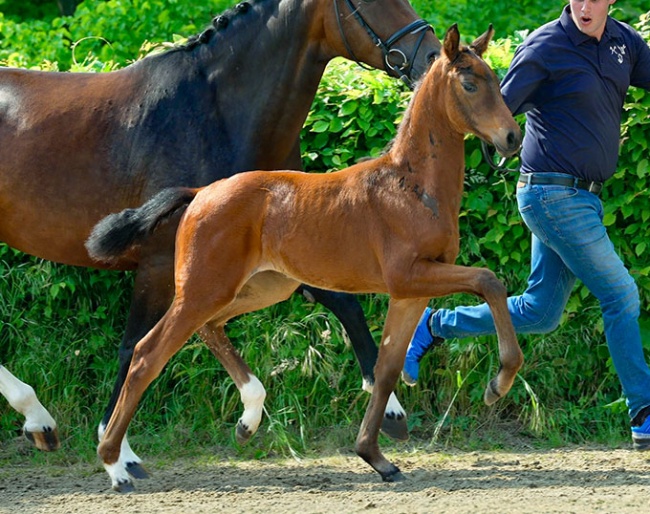 Elisajah (by Escaneno x Fürst Romancier x Fidertanz)