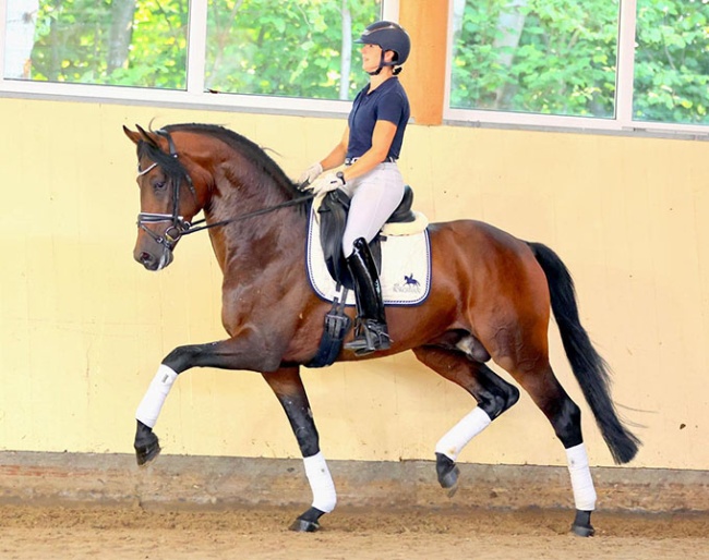 A La Bonheur, a 4-year old stallion by About You I x Bretton Woods :: Photos © Thoms Lehmann