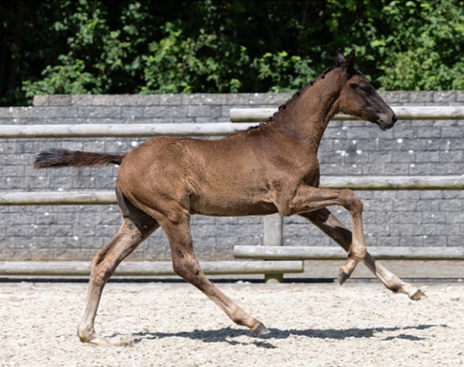 Grevens La Dragon (by Dynamic Dream x First Choice)