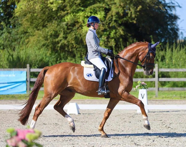 Dominique van der Horst on Tsar van de Wolfshoeve at the Belgian WCYH selection trial in Hannut :: Photo © Annemieke van der Horst