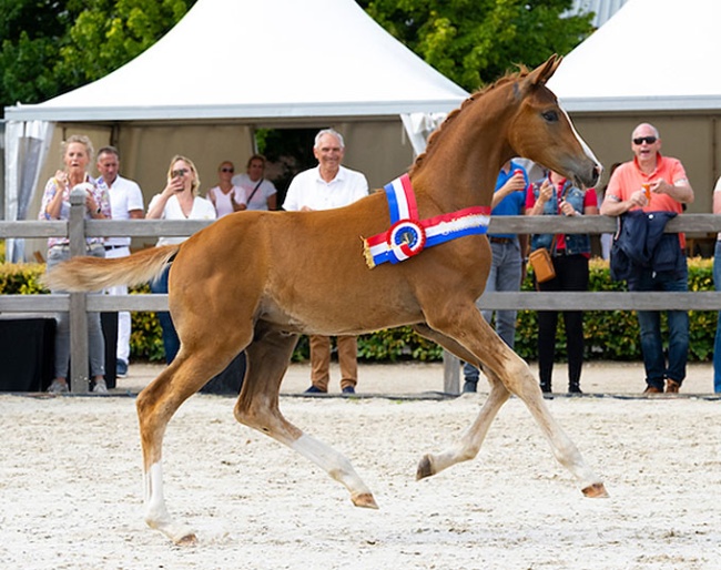 Utah Beach is the 2024 KWPN Foal Champion :: Photo © Digishots