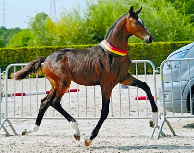 Boomer GJ is dressage colt champion at the 2024 Belgian Warmblood Foal Championships :: Photo © BWP Dressuur