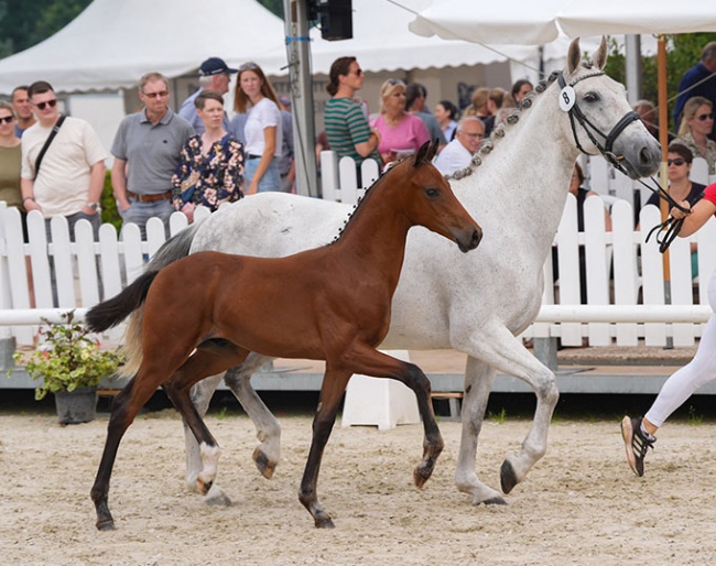 Vinicius Vs, Top Seller Of The 2024 Westfalian Onlive Foal Auction