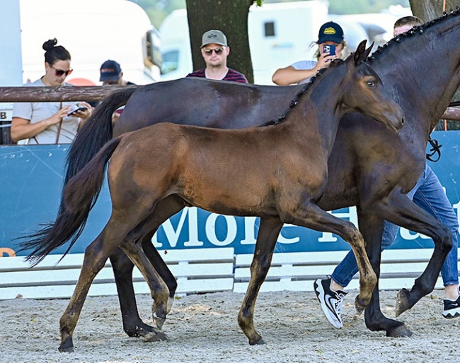 Florence (by Furst Zonik PS x Sir Donnerhall x Rubinstein)